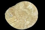 Jurassic Ammonite (Perisphinctes) Fossil - Madagascar #181993-1